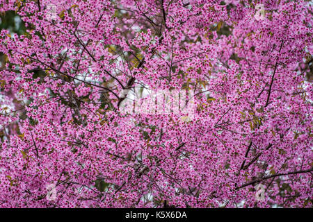 Succursale de wild cherry himalayenne en Thaïlande national park Banque D'Images