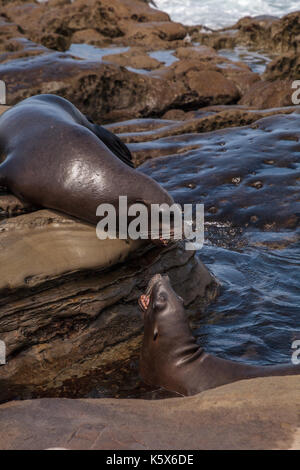 Arguant de Californie Zalophus californianus crier sur les rochers de la Jolla Cove, dans le sud de la californie Banque D'Images