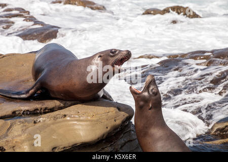 Arguant de Californie Zalophus californianus crier sur les rochers de la Jolla Cove, dans le sud de la californie Banque D'Images