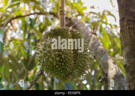 Durian frais sur l'arbre dans le jardin Banque D'Images