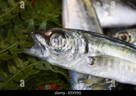 Poisson chinchard Banque D'Images