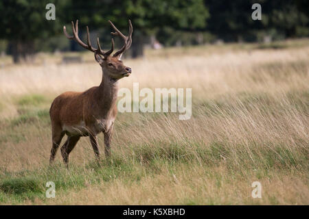 Un beau cerf cerf rouge à l'ensemble de son domaine de la prairie. Bushy Park, Londres, UK. Banque D'Images