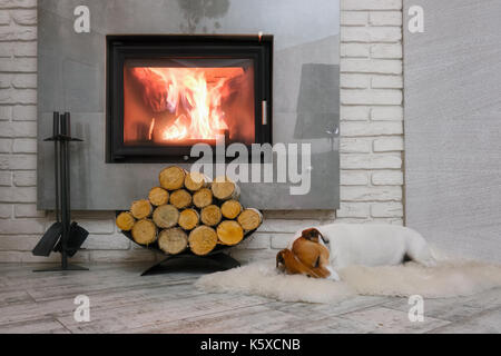 Jack Russel terrier Banque D'Images