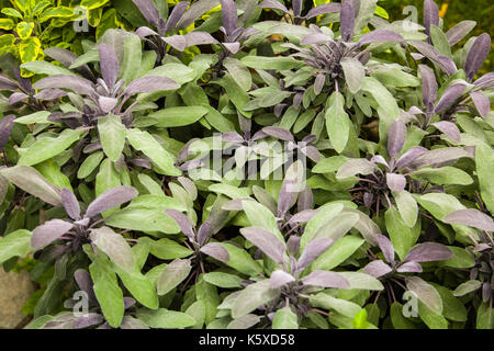 Les herbes utilisées dans la cuisine : sauge (Salvia officinalis purpurascens). Le concept de repas sains et équilibrés. Banque D'Images