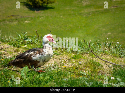 Canard de barbarie en itinérance sur l'herbe. Cairina moschata Banque D'Images
