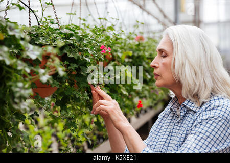 Vue latérale du belle femme mature et de travail à la recherche de plants in greenhouse Banque D'Images