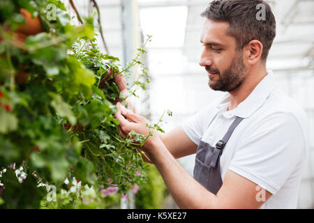 Homme barbu concentré en t-shirt blanc et de l'aire de travail avec plants in greenhouse Banque D'Images