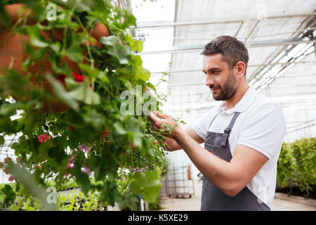 Homme barbu concentré en t-shirt blanc et de l'aire de travail avec plants in greenhouse Banque D'Images