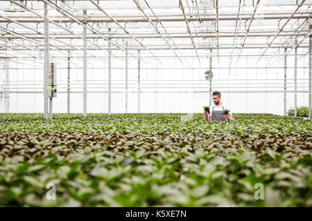 Jeune homme sérieux jardinier debout dans les émissions entre les plantes Banque D'Images