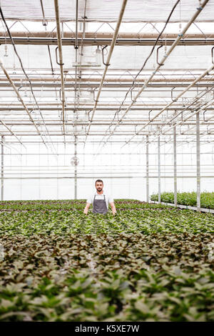 Jeune homme sérieux jardinier debout dans les émissions entre les plantes Banque D'Images