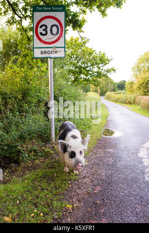 Brook, New Forest, Hampshire, Royaume-Uni, 10th septembre 2017. Pannage est la pratique de libérer des porcs domestiques dans la forêt. La pratique date de l'âge de Guillaume le Conquérant qui a fondé la Nouvelle forêt. Chaque automne, les porcs dévore les acornes tombés et autres noix du fond de la forêt et du bord de la route. Banque D'Images