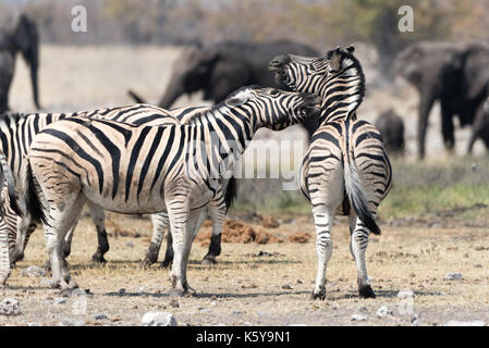 Les zèbres des combats dans l'Etosha National Park Banque D'Images