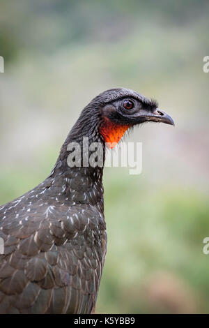 Portrait de femme en tailleur sombre des guan (penelope obscura), jacuacu à caraca, sanctuaire, Minas Gerais, Brésil. Banque D'Images