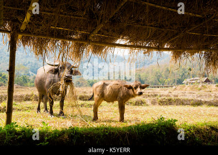 Buffles vu de longue main bambou bouddha pont au-dessus de champs de riz sec à proximité de pai touristiques dans nord de la Thailande. J'paysage asiatique avec des animaux du Banque D'Images