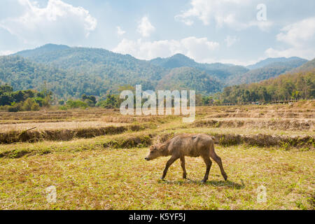 Buffles vu de longue main bambou bouddha pont au-dessus de champs de riz sec à proximité de pai touristiques dans nord de la Thailande. J'paysage asiatique avec des animaux du Banque D'Images