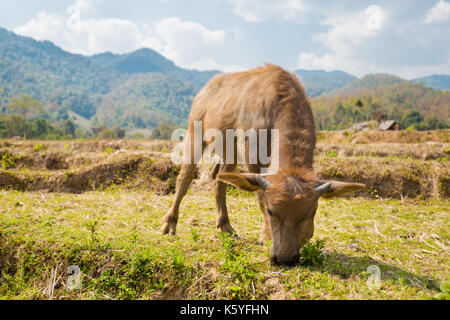 Buffles vu de longue main bambou bouddha pont au-dessus de champs de riz sec à proximité de pai touristiques dans nord de la Thailande. J'paysage asiatique avec des animaux du Banque D'Images