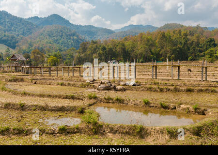 Buffles vu de longue main bambou bouddha pont au-dessus de champs de riz sec à proximité de pai touristiques dans nord de la Thailande. J'paysage asiatique avec des animaux du Banque D'Images