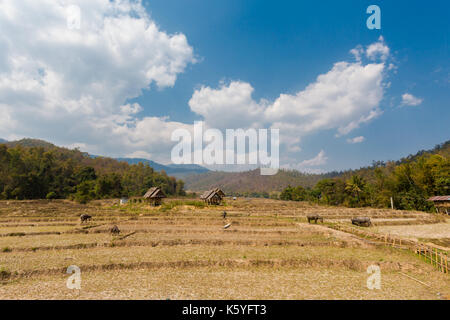 Buffles vu de longue main bambou bouddha pont au-dessus de champs de riz sec à proximité de pai touristiques dans nord de la Thailande. J'paysage asiatique avec des animaux du Banque D'Images