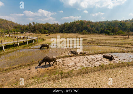 Buffles vu de longue main bambou bouddha pont au-dessus de champs de riz sec à proximité de pai touristiques dans nord de la Thailande. J'paysage asiatique avec des animaux du Banque D'Images