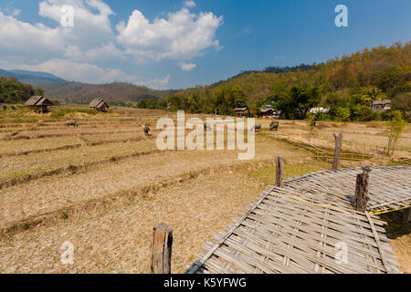 Buffles vu de longue main bambou bouddha pont au-dessus de champs de riz sec à proximité de pai touristiques dans nord de la Thailande. J'paysage asiatique avec des animaux du Banque D'Images