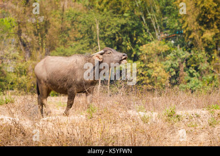 Buffles vu de longue main bambou bouddha pont au-dessus de champs de riz sec à proximité de pai touristiques dans nord de la Thailande. J'paysage asiatique avec des animaux du Banque D'Images