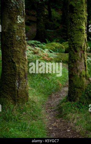 Nature Walk chemin à travers bois holne, Dartmoor National Park, Devon, UK., août 2017. Banque D'Images