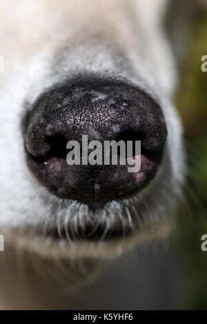 Nez du chien close-up Banque D'Images