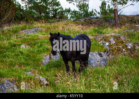 Cheval noir sauvage de montagne en Norvège Banque D'Images