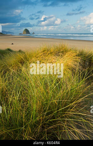 Matin le long de Cannon Beach, haystack rock avec en arrière-plan et l'herbe des dunes au premier plan. L'Oregon, USA Banque D'Images