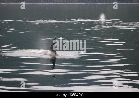 Orcas en Colombie-Britannique Banque D'Images