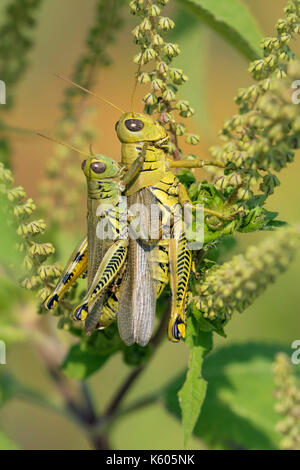 Les sauterelles du différentiel (Melanoplus differentialis) accouplement, Ames, Iowa, USA Banque D'Images