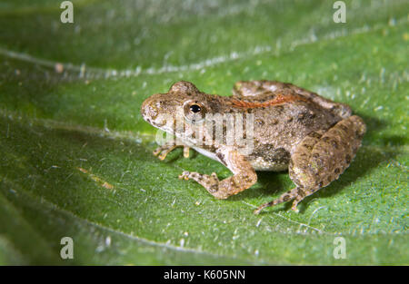 Rainette grillon de Blanchard (Acris crepitans blanchardi) sur une feuille, Ames, Iowa, USA Banque D'Images