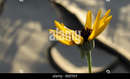 Pétales de tournesol désert la salutation du soleil sur sol du désert de boue séchée Banque D'Images