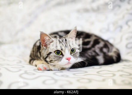 Silver-spotted tabby Cat sur canapé Banque D'Images