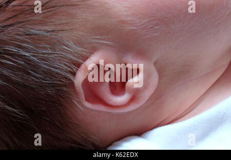 L'oreille des bébés Banque D'Images