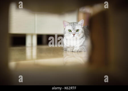 Un chat à l'intermédiaire d'une boîte en carton Banque D'Images