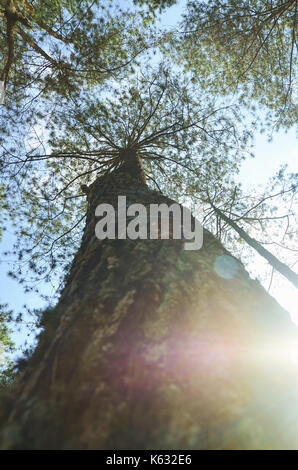 Low angle view of pine forest Banque D'Images