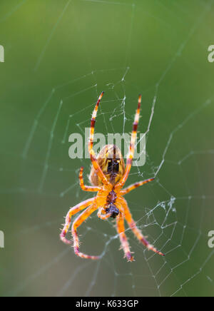 Araneus Diadematus (European Garden Spider, Spider Diadem, Cross Spider), un orb Weaver araignée sur un site web à l'automne au Royaume-Uni. Araignee macro. Banque D'Images