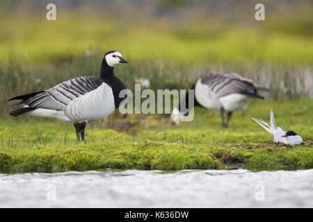 Bernache nonnette (Branta leucopsis), des profils comité permanent sur l'herbe près d'un nid de Sterne arctique Banque D'Images