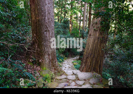 Sentier de Kumano kodo, un sentier sacré de Nachi, Wakayama, Japon. Banque D'Images