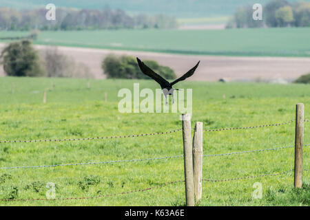 Une corneille noire (Corvus corone) décollant d'un piquet Banque D'Images