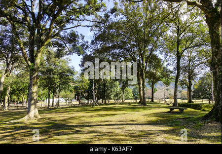 Les arbres verts à la journée ensoleillée dans parc de la ville de Nara, au Japon. Banque D'Images