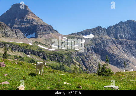 Dans le Glacier National Park, Montana, USA. Banque D'Images