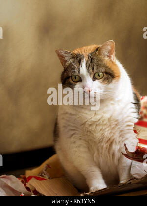 A Noël dernier, mon chat assis dans le papier cadeau. focus sur cat, papier non identifiables. Banque D'Images