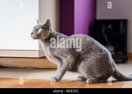 Chat bleu russe vivant à l'humain. accueil concept pet. Banque D'Images