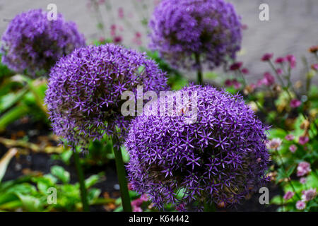 Purple Allium cristophii, nom commun ou oignon persique étoile de Perse Banque D'Images