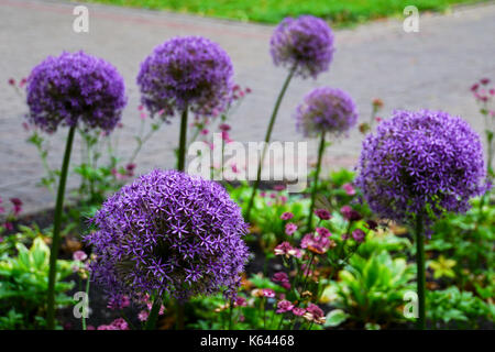 Purple Allium cristophii, nom commun ou oignon persique étoile de Perse Banque D'Images