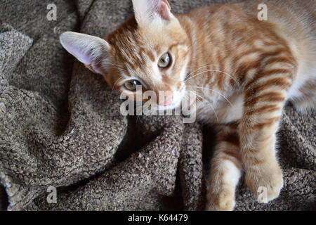 Belle de cinq mois, chaton couché sur un tapis. Banque D'Images