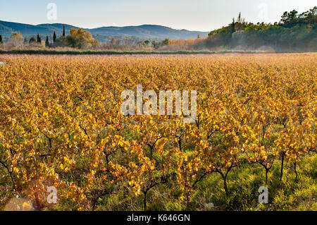 Domaine viticole en provence, dans la région de gareoult près de Brignoles dans le Var, au coucher du soleil Banque D'Images