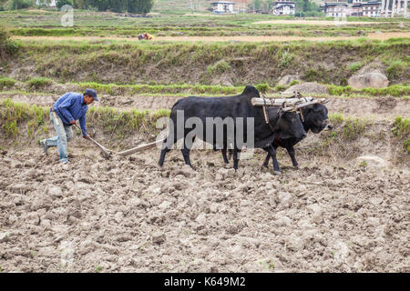 Agriculteur avec charrue, Thimphu, Bhoutan wangdue Banque D'Images